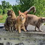 게스트하우스 Duplex Swimming Cats 3*