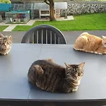 Duplex Swimming Cats 3*