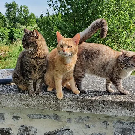 Guest house Duplex Swimming Cats 3*