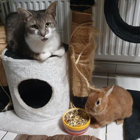 Duplex Swimming Cats